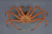 塔型石蟹藏品圖，第2張